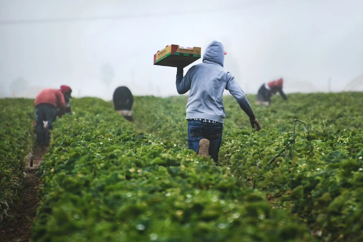 Giardino Senza Foglie: I 10 Migliori Soffiatori e Aspirafoglie a Batteria del 2026